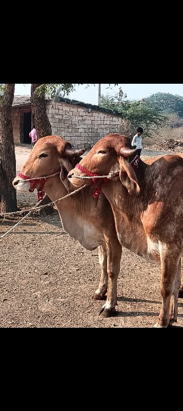 ગોઢલા વેચવાના છ...