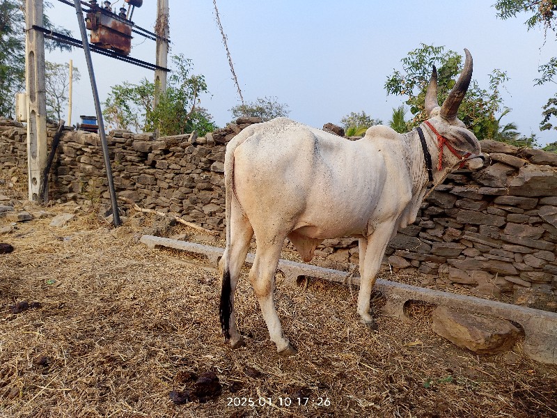 ગોઢલો એક વેચવાન...