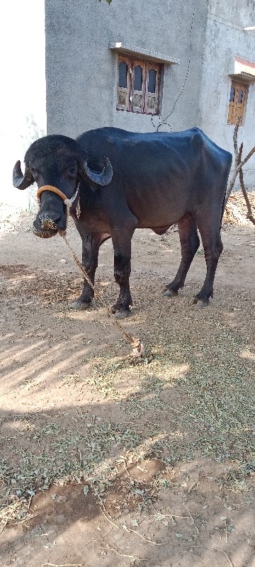 ભેંશ વેચવાની છે