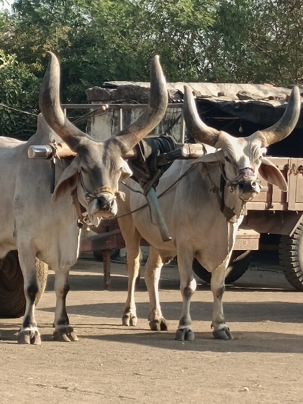 બળદ વેચવાના છે