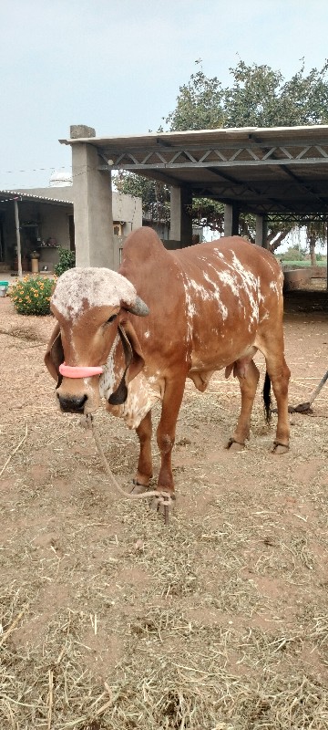 ગાય બેસવાની છે