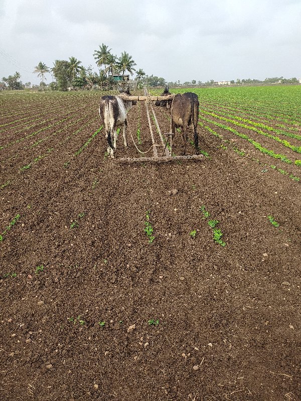 આ ગોધલા વેચવાના...