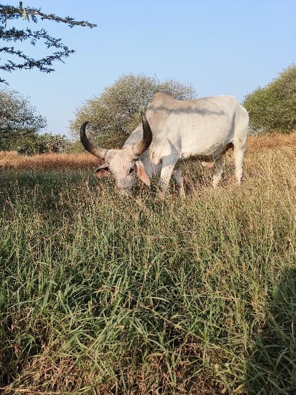 ગોઠલા વેચવાના છ...