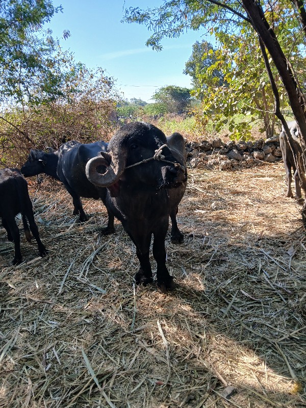 પાડો