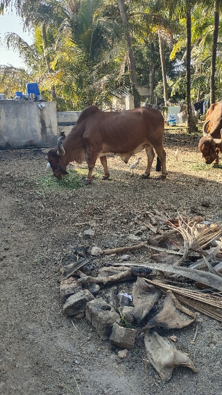 આ બરદ વેચવા ના...