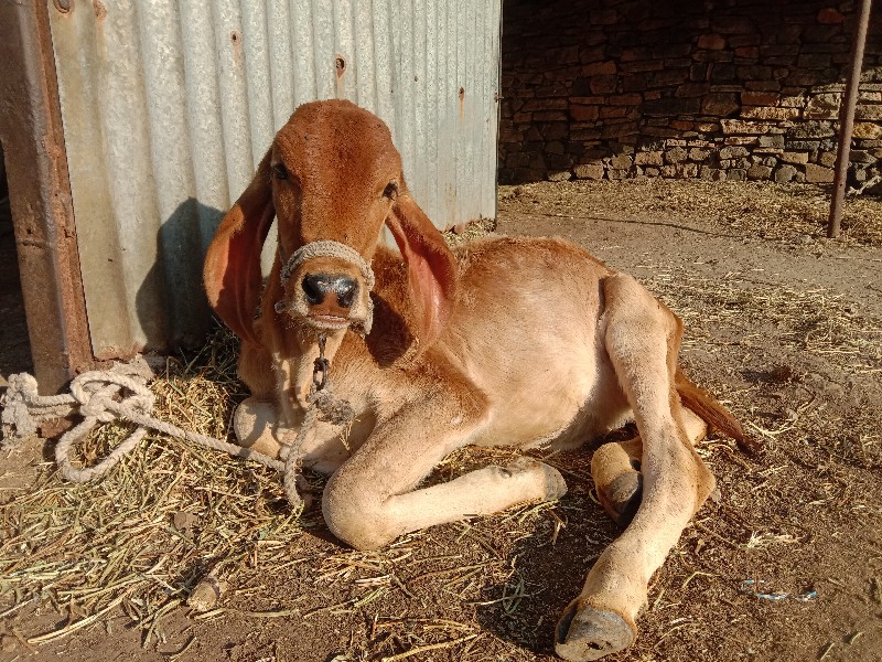 ગાય