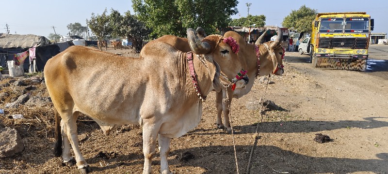 ફુલ ખાતરી બંધ છ...