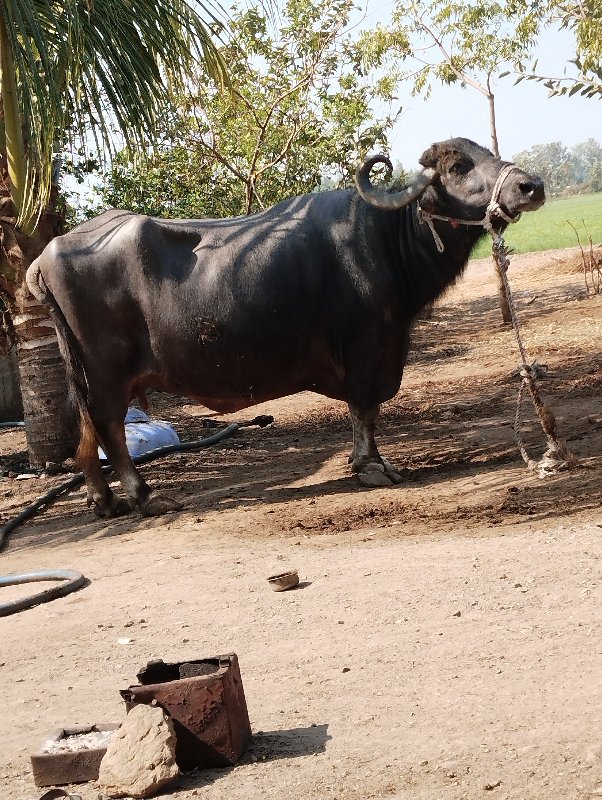 3 વેતર