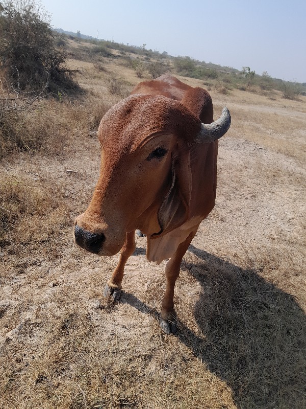 ગાય વેચવાની છે