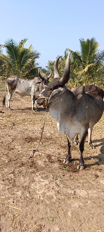 ગોઢલા