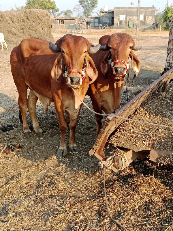 બળદ વેચવાના છે