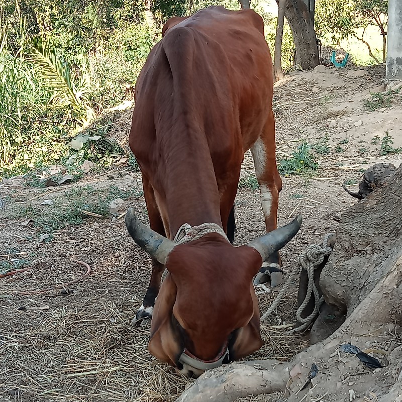 ગાય વેચવાની છે