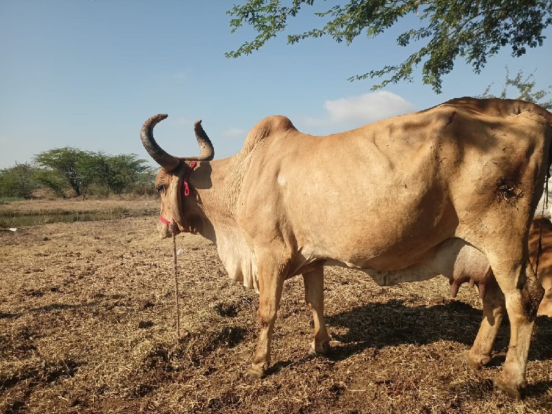 ગાય છે