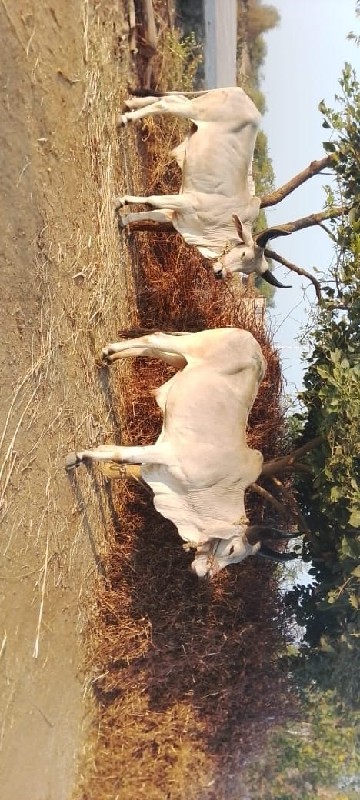 ગોધલા વેચવાના છ...