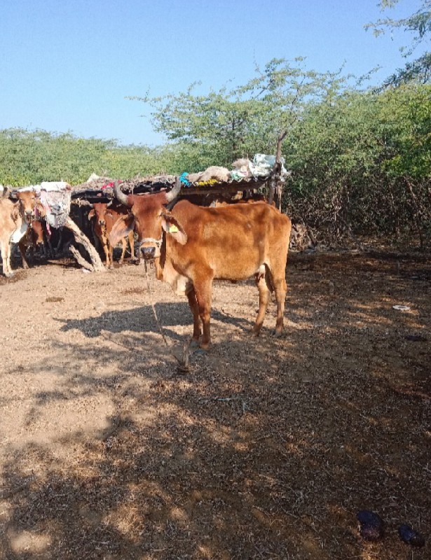 ગાય વેચવાની છે