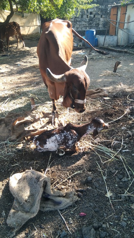 ગાય વેશવાનિ છે...