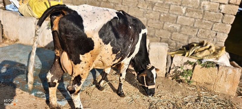 જર્સી એસ એફ ગાય...