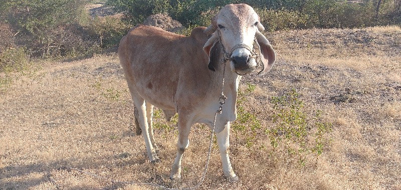 બળદ