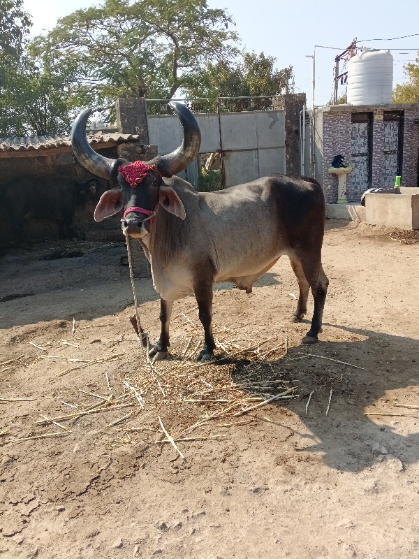 બડદ વેંચવાનો છે