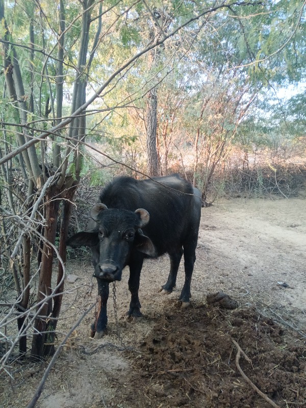 બનીને ભેંસ વેચવ...