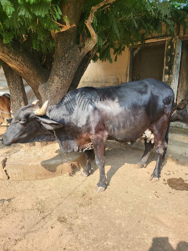 ગાય વેચવાની છે...