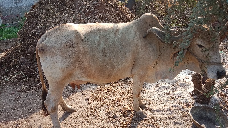 ગાય વેચવાની છે