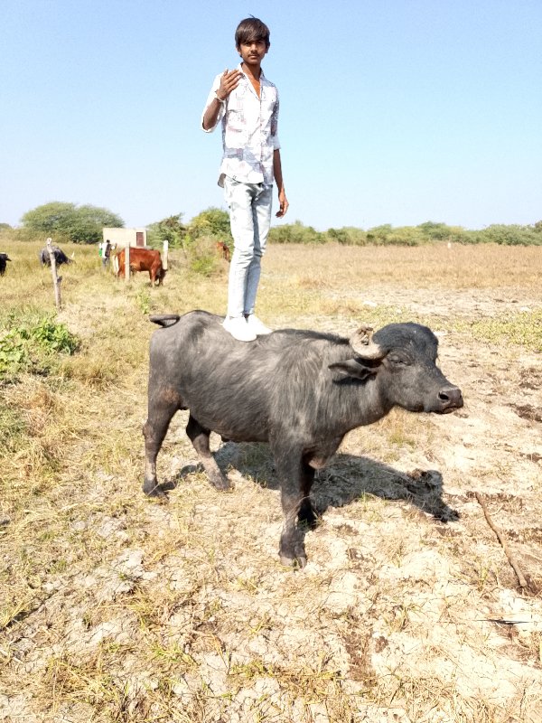 મોરબી ગોકુલનગર