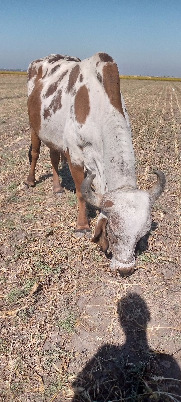 ગાય વેચવાની છે