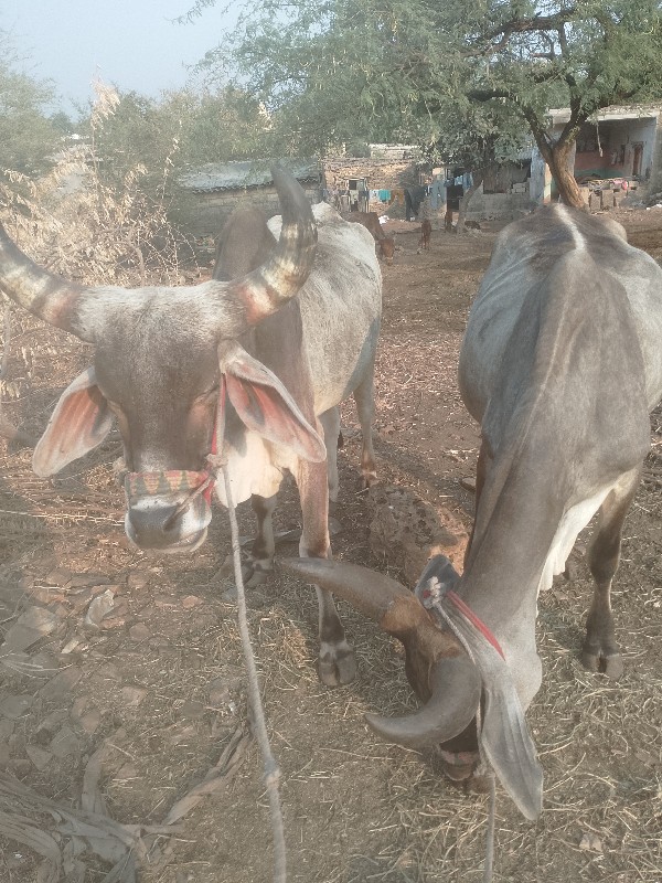 ખોડલા વેચવાના છ...