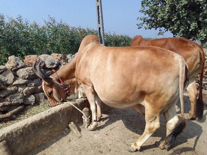 ગાય વેચવાની છે.