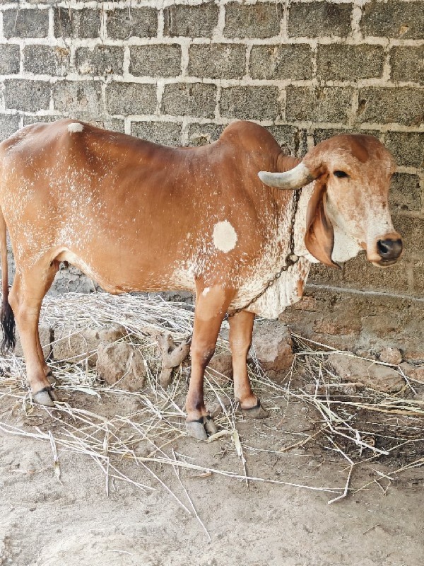 કાબરી ગીર ગાય વ...