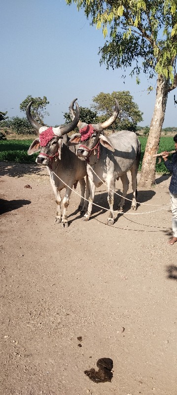 બળદ વેચવાના છે