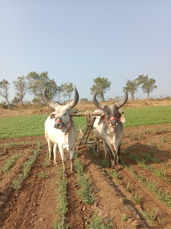 ફુલ જવાબ ધારી થ...