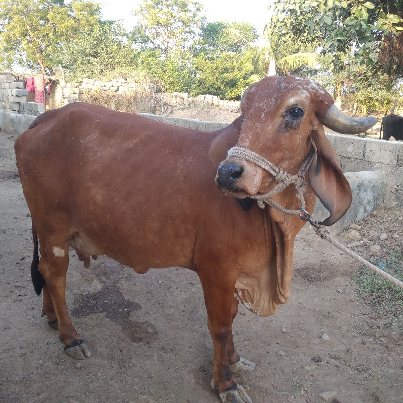 ગાય વેચવાની સે