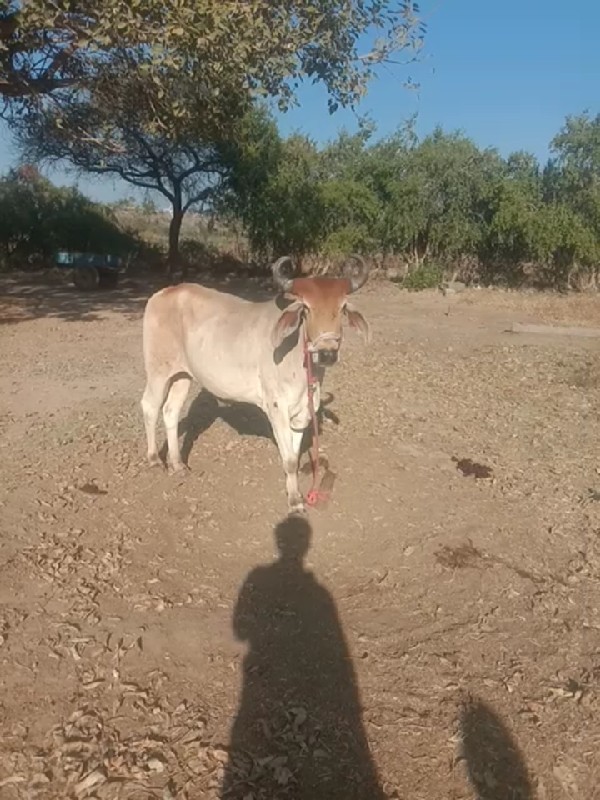 ગોઢલો લે વા નો...