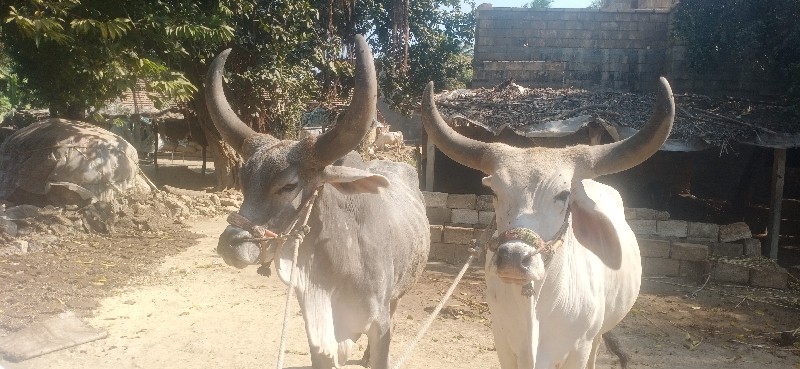 બળદ વેશવાના સે