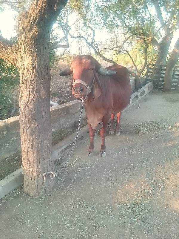 પેલું વેધર ગીર...