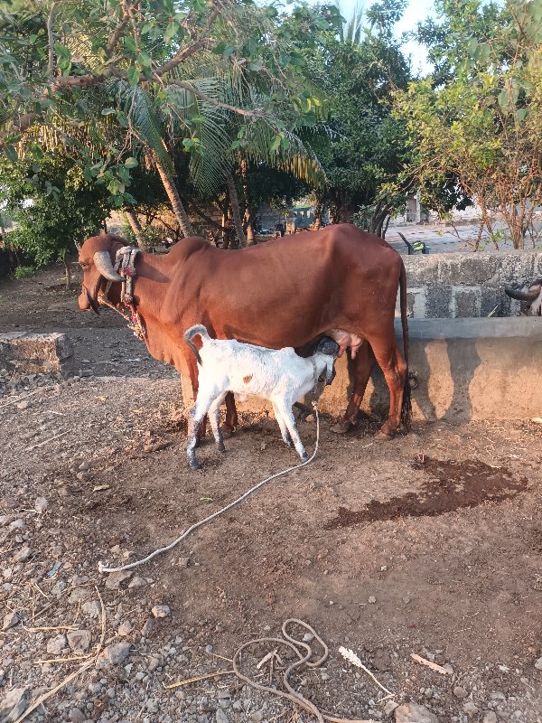 ગાય વેચવાની છે