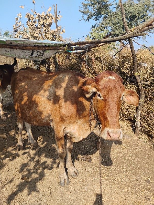 જર્સી વેચવાની છ...