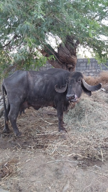 ભેંશ વેચવાની છે...