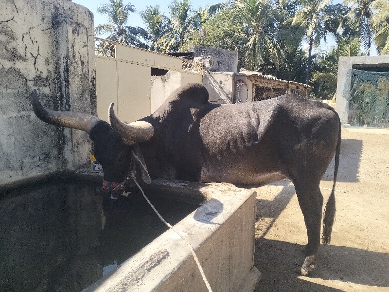 બળદ વેચવાના છે