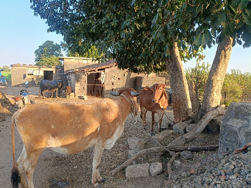 હોડકિ વેચવાની છ...