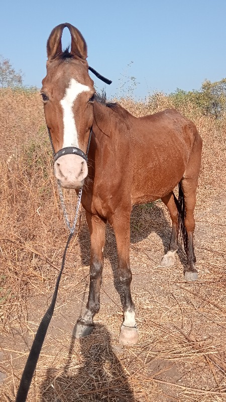 ધોડી વેસવાની છે