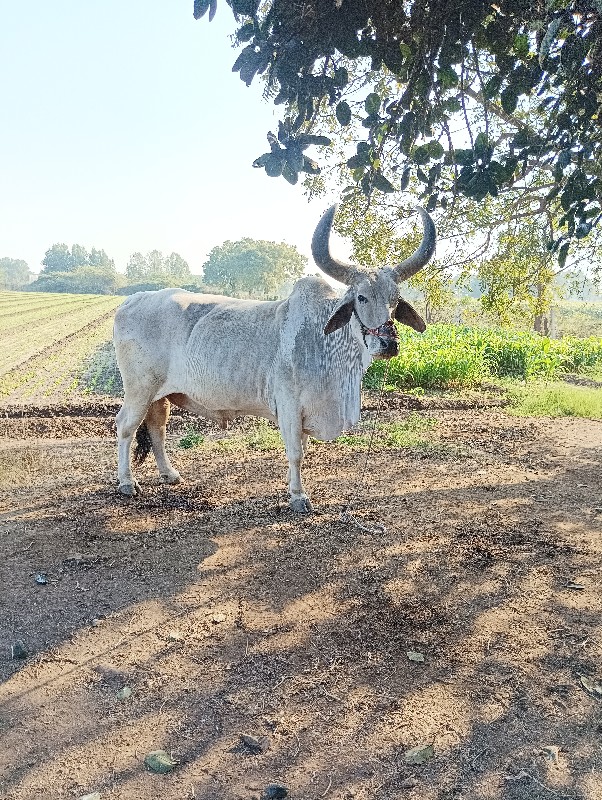 બરદ. વેચવાનોછે