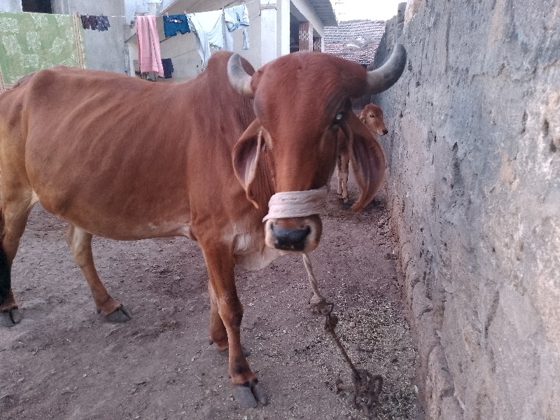 ગાય વેશવાની છે