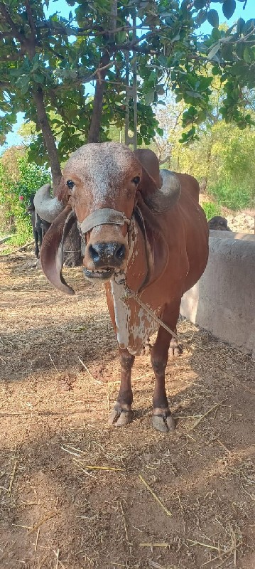 ગાય વેચવાની છે.