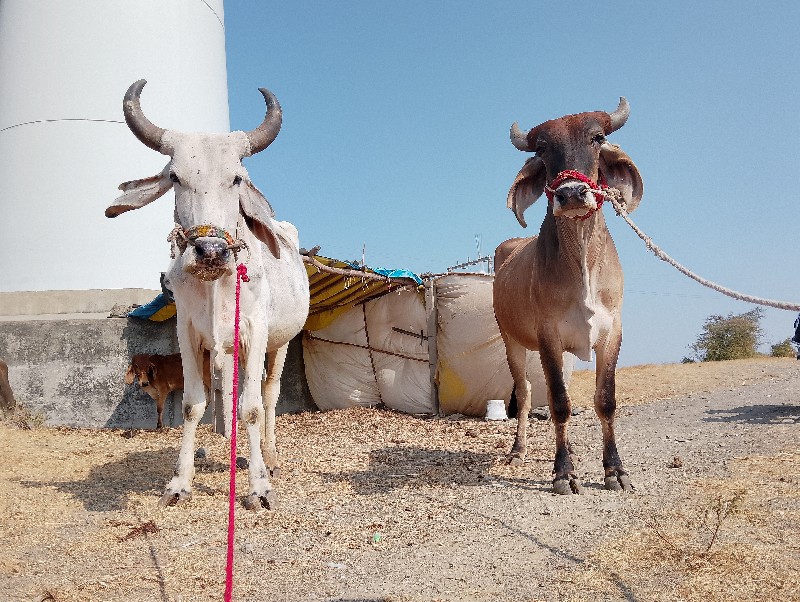 ફુલ રોજા છે જવા...