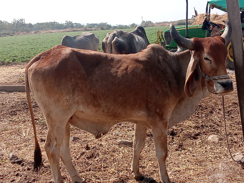 વાસડો વેચવાનો છ...