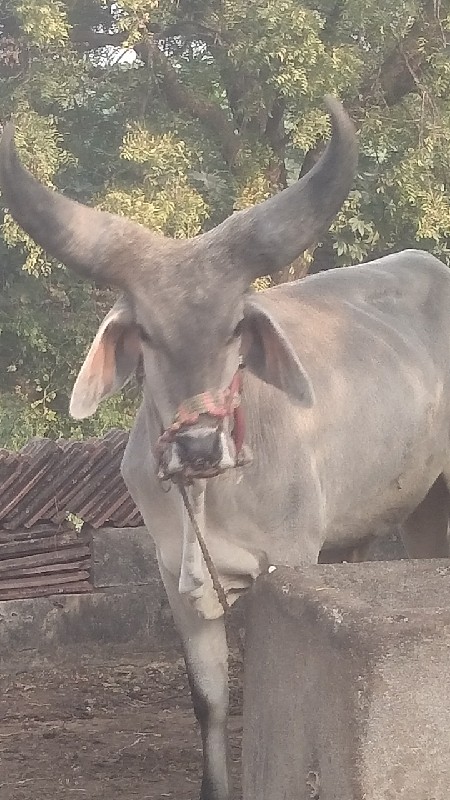 બળદ લેવાનો છે.