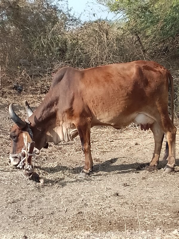 ગાય વેચવાની છે...